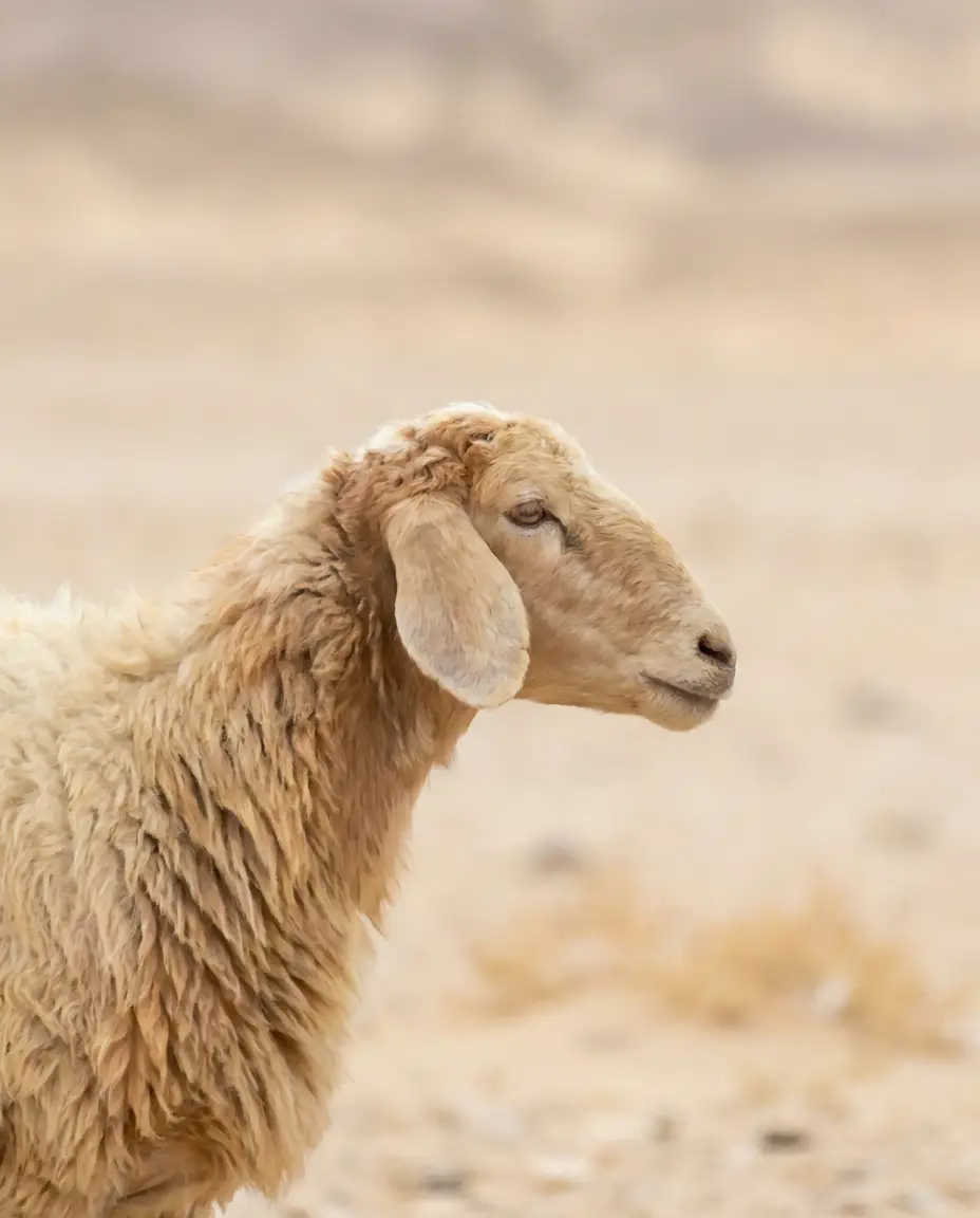 Light tan Barki desert sheep of Egypt
